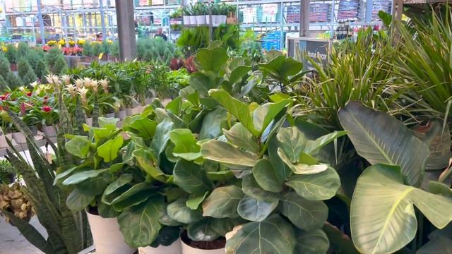 Going Plant Shopping & I finally found them! | Big Box Store Houseplant Shop!