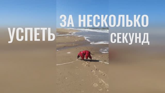 Левретка и море.
Успеет или нет?