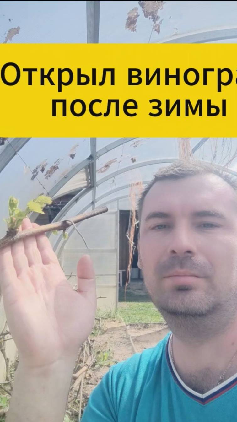 Открыл виноград после зимы