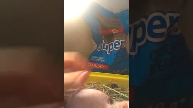 Как наполнить домик для крысы