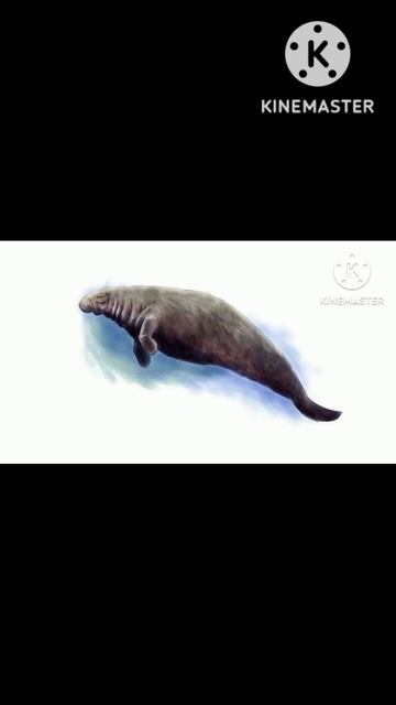 stellarsea cow  this creature are Extinction in 1768 that mean. sea cow found 27 years after Extinc