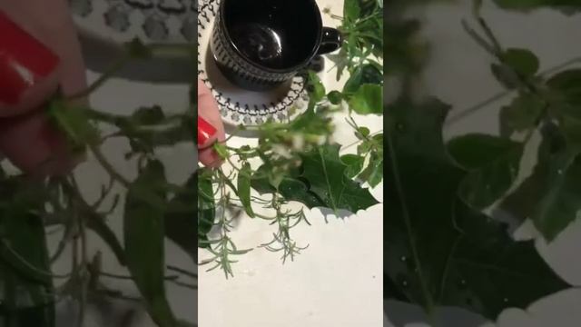 Melhor curso se Fitoterapia do Brasil e Plantas para uso do chá produzida no seu Jardim Medicinal