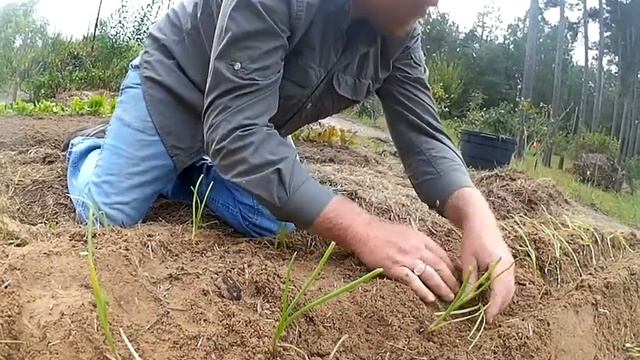 Planting Fall Onions