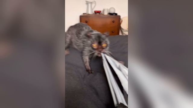 КОТОВОЛК ЛИКОЙ