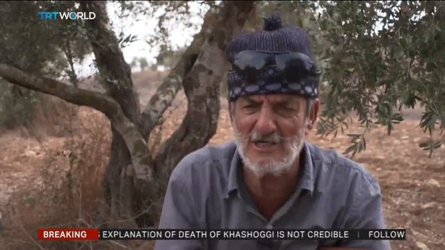 Israeli settlements threaten olive harvest in occupied West Bank