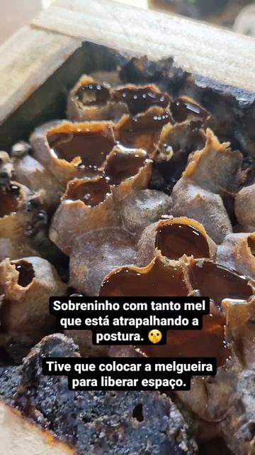 Sobreninho com bastante mel. #mandaçaia