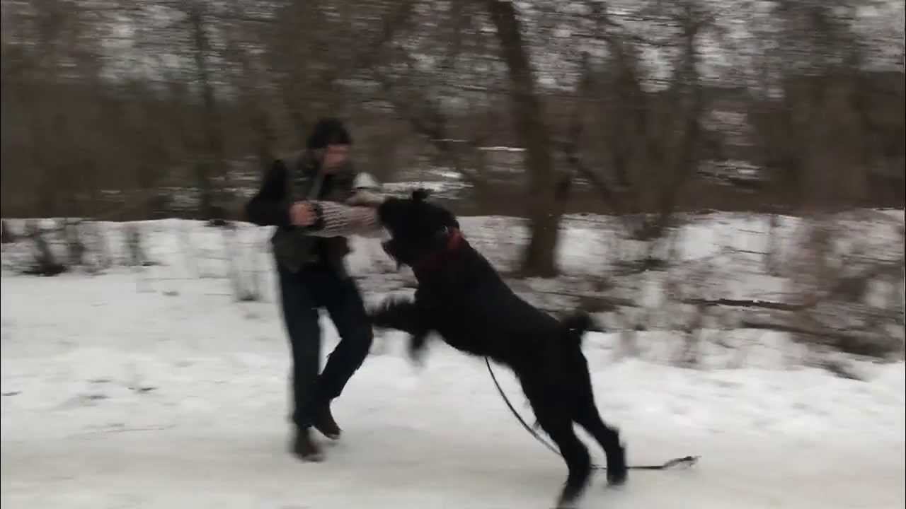 Физкультура...Вспоминаем зачем нам зубы с новым фигурантом))