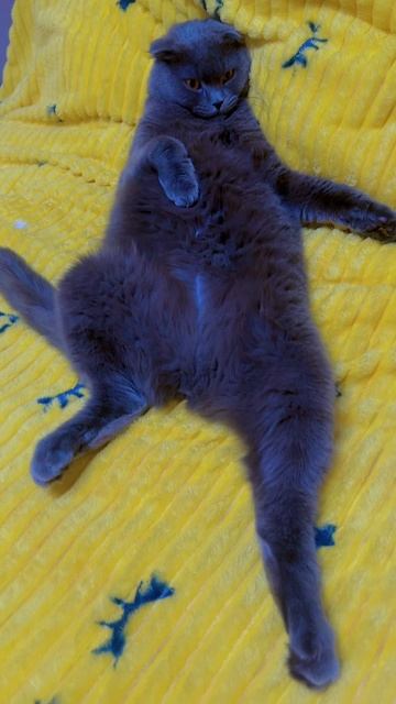 🔴 КОТ СМОКИ🔴