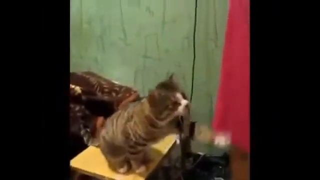 кошки отдыхают!!