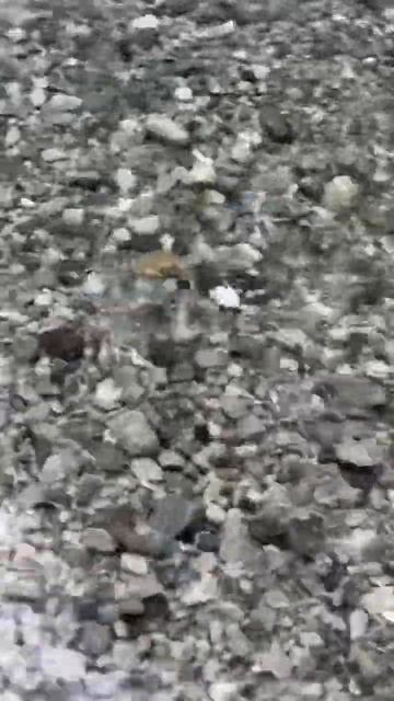 Жоэкварское ущелье Гагры самшитовая роща в горах