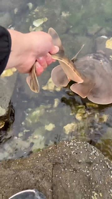 Releasing a Banded Guitar (Fish, Ray, or Shark)?? #fishing #HarborIsland