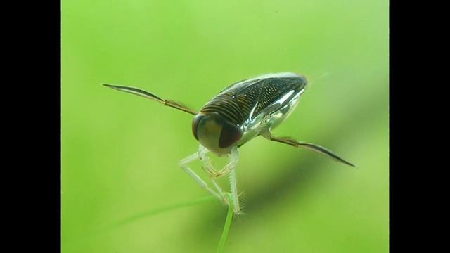 Water Boatman Loudest Animal Alive - Micronecta scholtzi