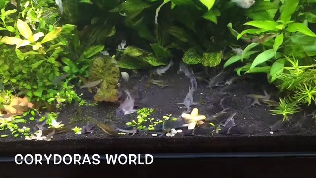 Corydoras world