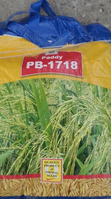 PB 1718 Basmati dhan variety #viral