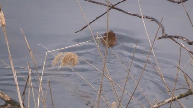 Лебеди на пруду и другая живность. Перед селом Тепловка.