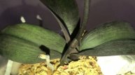 OCHIDS IN BLOOM Орхидеи цветут/ли февраль, март 2024.