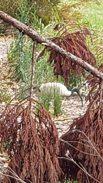 IBIS BIRD IN PARKLANDS🇦🇺🪃🦜🕊🐦🦅