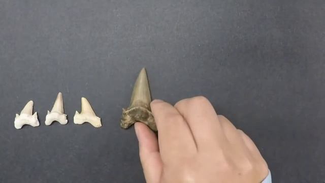 Gulf State Park - Jun Ebersole from McWane Science Center talks about Megalodon