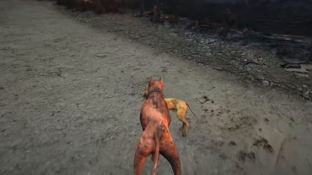 BEYAZ PİTBULL JACK'İN TÜM KEMİKLERİ KIRILIYOR!(YAŞAYACAK MI?) - GTA 5