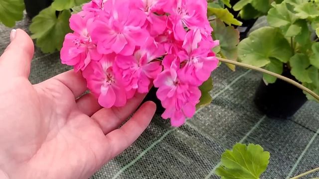 Зонартики поражают цветами! Про маты.