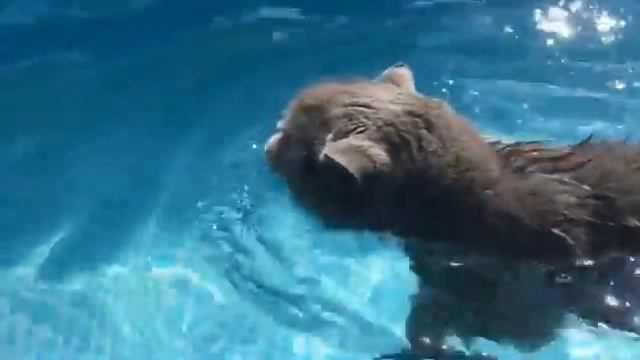 Плавающий котик