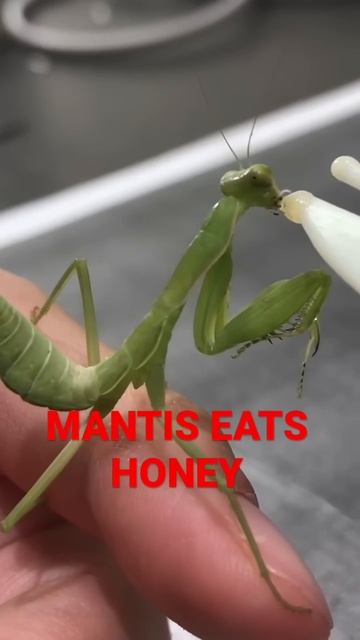 寬腹螳螂吃蜂蜜 #mantis #mantishoney