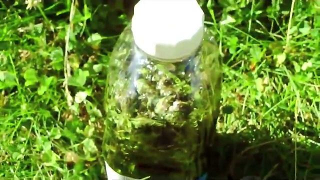 HERBAL SUN TEA