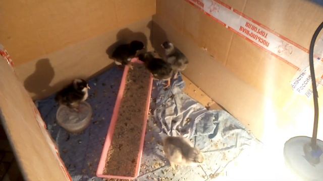 Кукушатам 6 дней 🐤🐥🐤