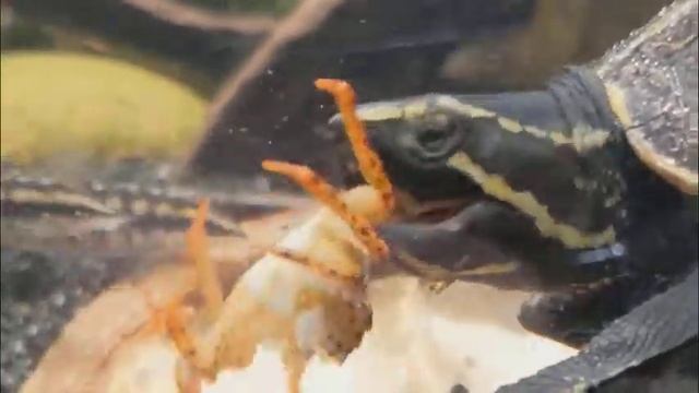 Three Stripe Mud Turtle Eating Dead Panther Crab.