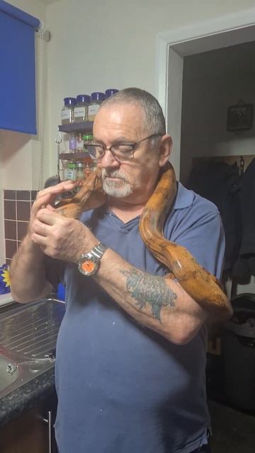 Blood boa, cb17 hypo hog blood boa girl