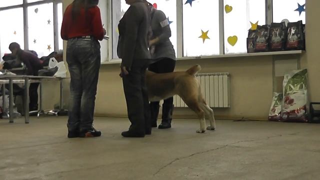 18.01.15 г., выставка "Кинолог и Я", ринг САО