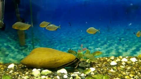 Pygocentrus Nattereri Пиранья Наттерера red belly piranha