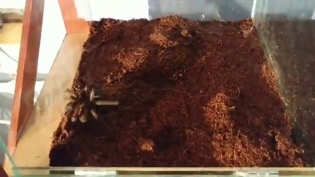 Chilobrachys fimbriatus #tarantula #tarantulafeeding #vogelspinnen #tarantulasoftheworld