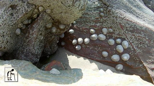 Limpet Racing 4 2018