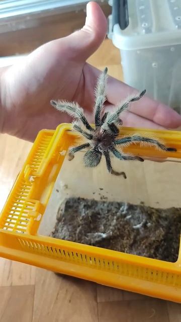 "Соло пацана"Grammostola Rosea - отдал бы кому, если нужен в Пензе #tarantula #arachnophobia #spide