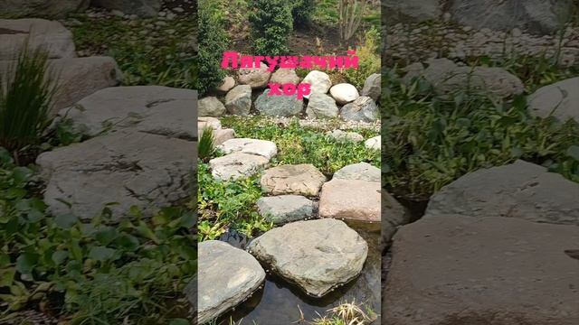 По всему японскому саду слышится лягушачий хор.