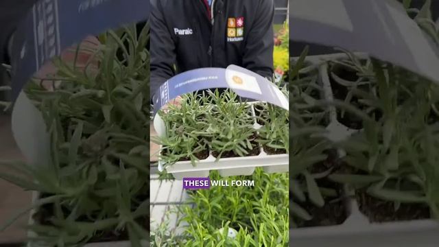 Lavender - Plant of the Week