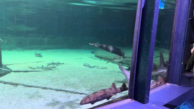 😱 Shark|Ocean Park Hong Kong| #hk #oceanparkhongkong