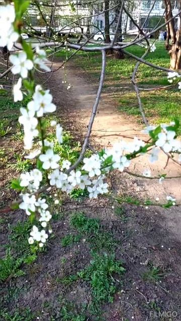 Яблони в цвету. Апрель 2025 год.