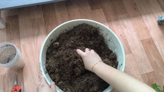 как пробудить спящие почки на георгинах. ставлю на укоренение гортензии