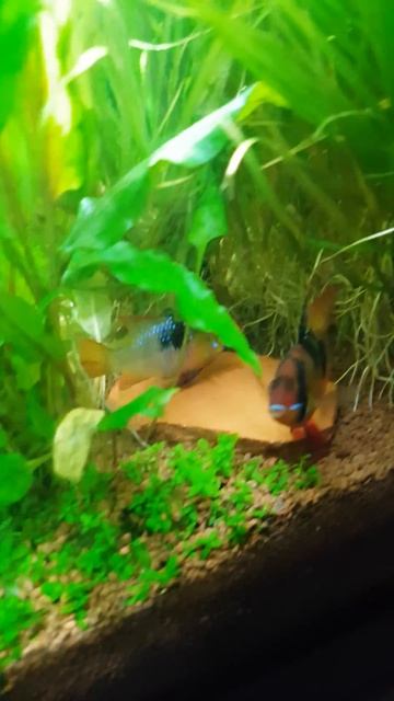 Planted Tank - Wet Dream 2.0 - Mikrogeophagus Ramirezi German Blue spawning