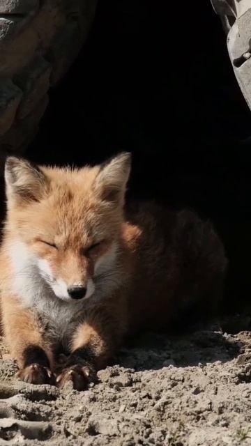 The intelligence of the fox 🦊🏵🪷🦊 #shorts #shortsfeed #youtubeshorts #shortvideo #viral #funny