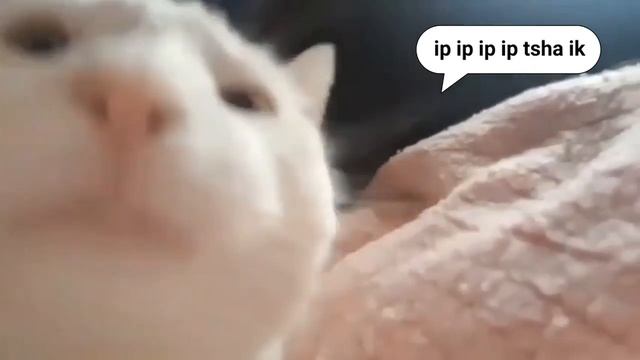Turi ip ip ip