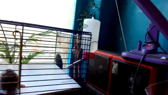Утро доброе у моих крыс.