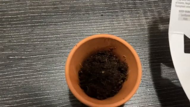 LOIU - Unboxing Buzzy’s Mini Plant growing kit