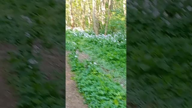 Аллея лунника на Куршской косе