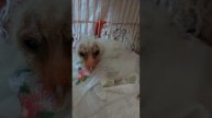Сипуха Кукувая Ахеронна