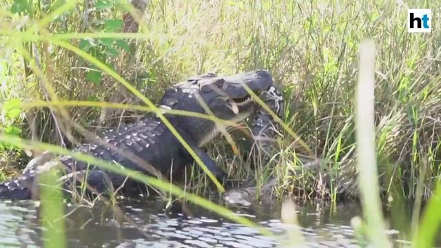 Alligator catches a python in its jaws, thrashes mouth in a display of power