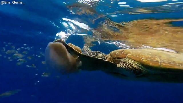 Jellyfish Are Older Than Dinosaurs?!