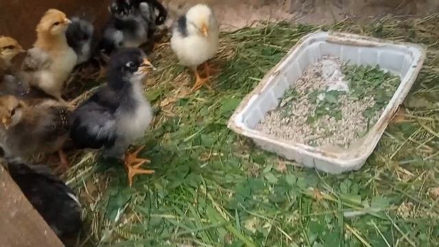 Утка окончательно села,продала селезьня, петух новый со всеми и цыплята.